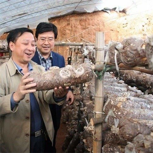 Mushroom Automatic Bagging Machine
